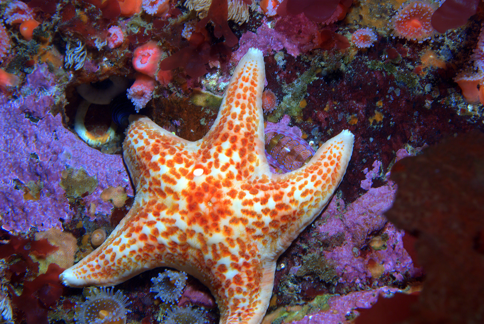 leather-starfish-pc-ed-bierman.jpg
