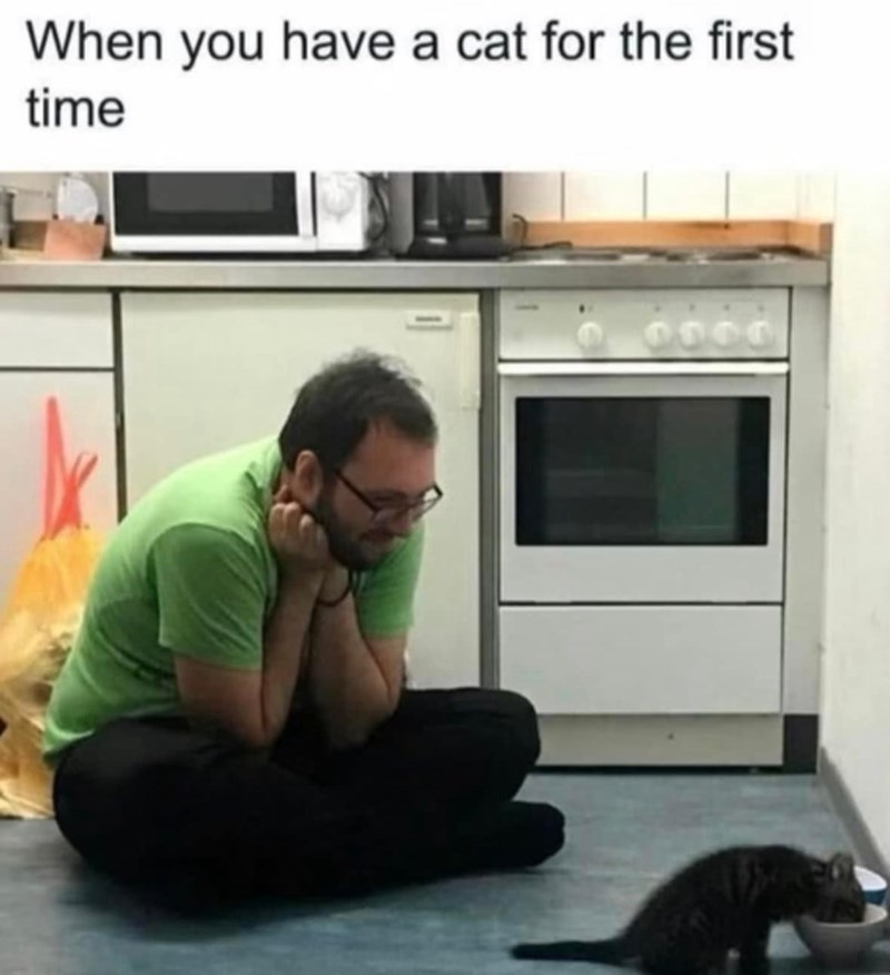have-cat-first-time