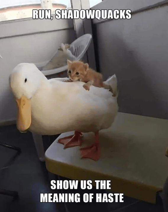 run-shadowquacks-show-us-meaning-haste