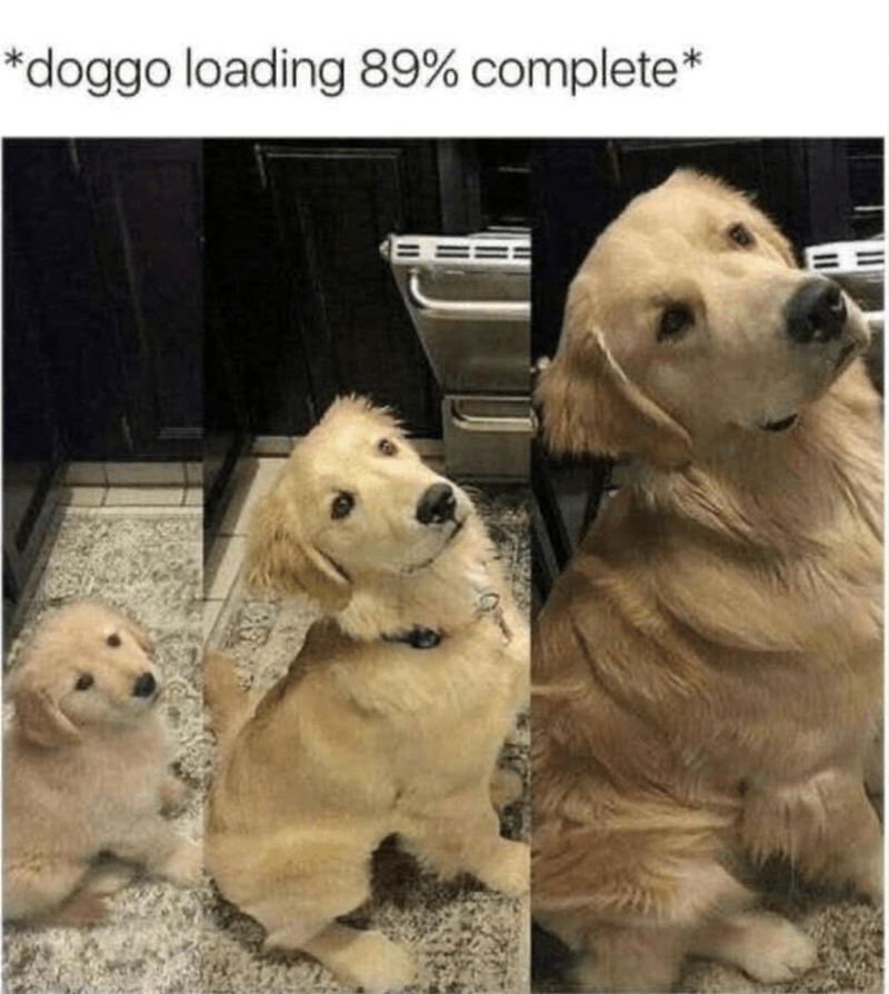 doggo-loading-89-complete