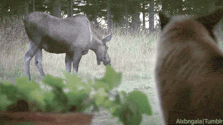 what-kind-of-dog-is-that