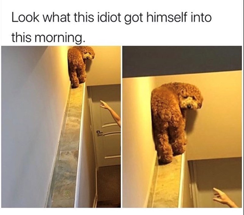 look-this-idiot-got-himself-into-this-morning