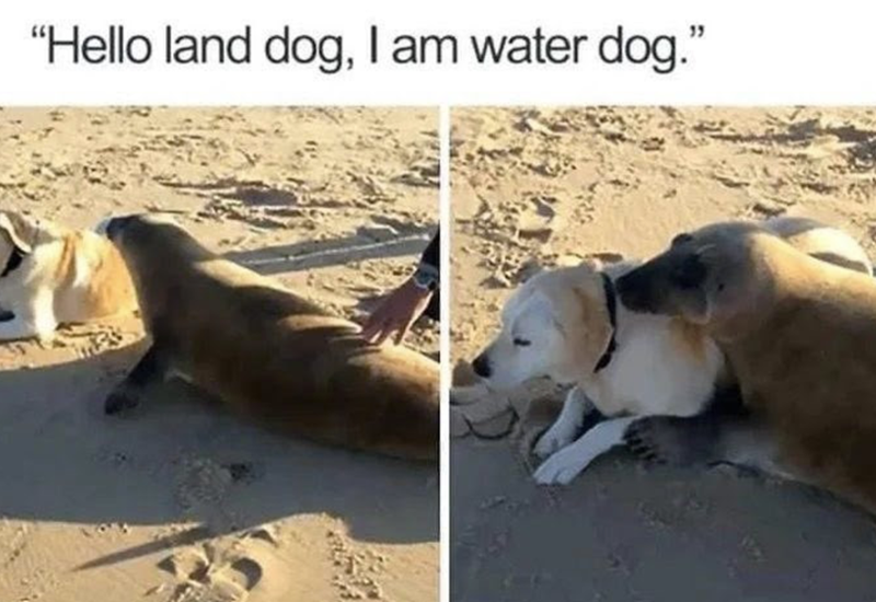 hello-land-dog-am-water-dog