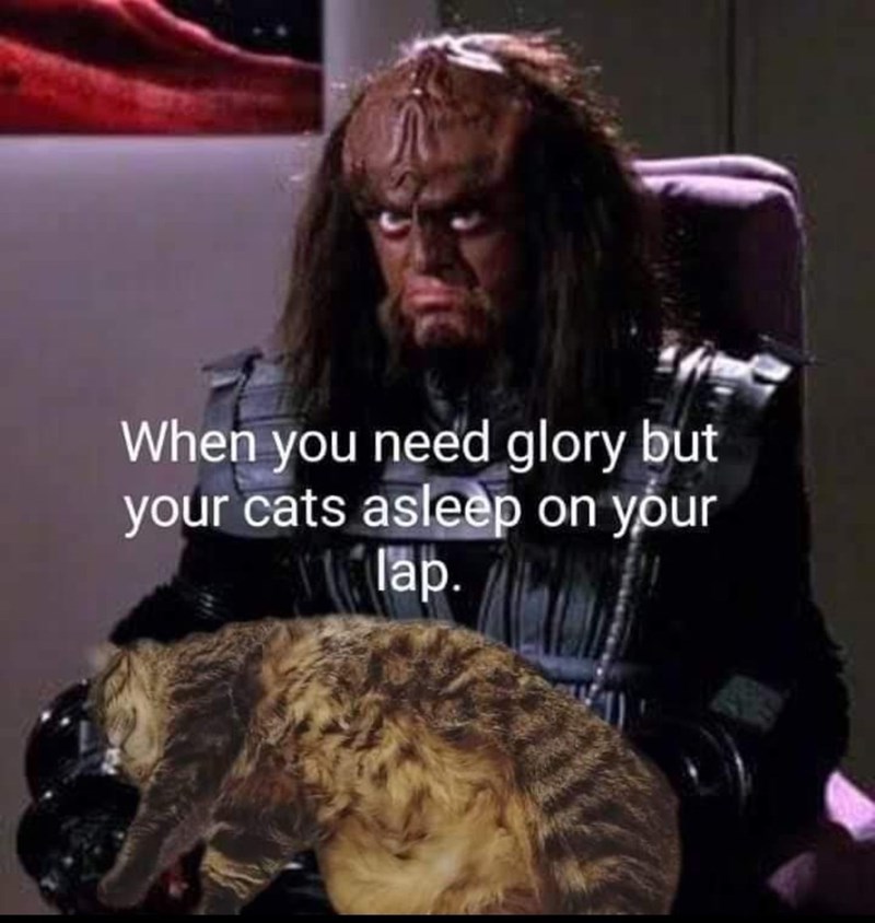 need-glory-but-cats-asleep-on-lap