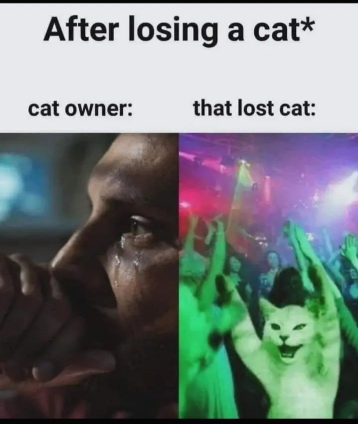 after-losing-cat-cat-owner-lost-cat