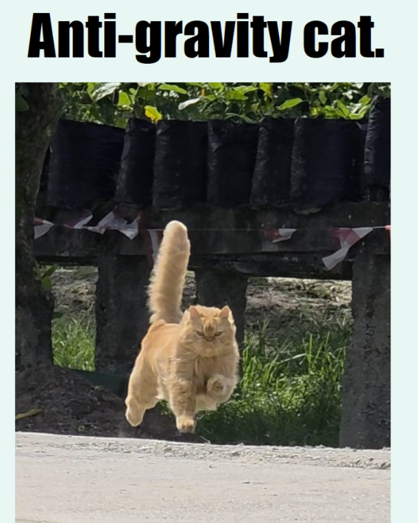 anti-gravity-cat