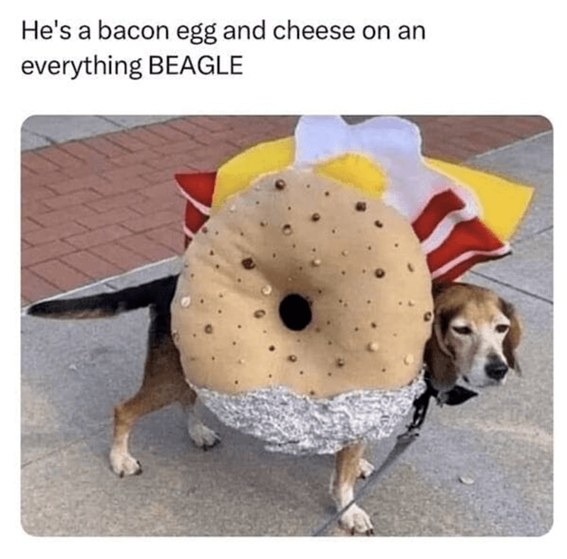 hes-bacon-egg-and-cheese-on-an-everything-beagle