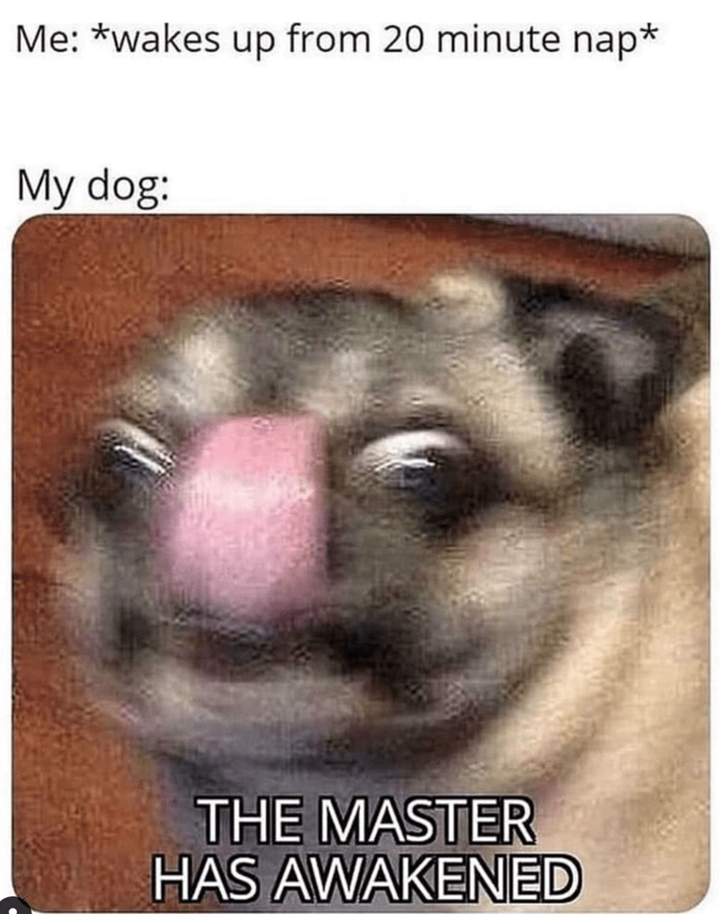 wakes-up-20-minute-nap-my-dog-master-has-awakened
