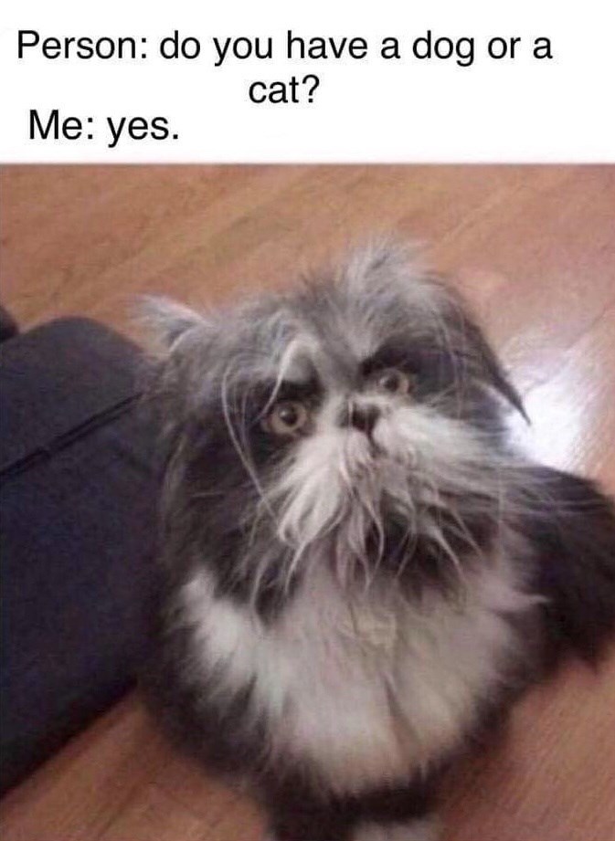 person-do-have-dog-or-yes-cat