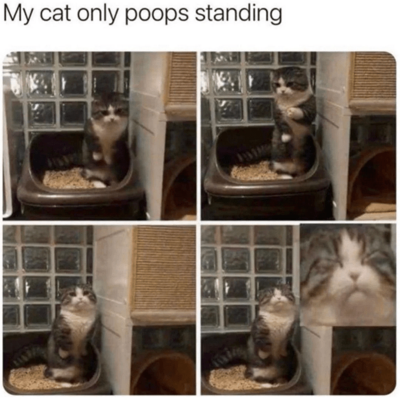 my-cat-only-poops-standing