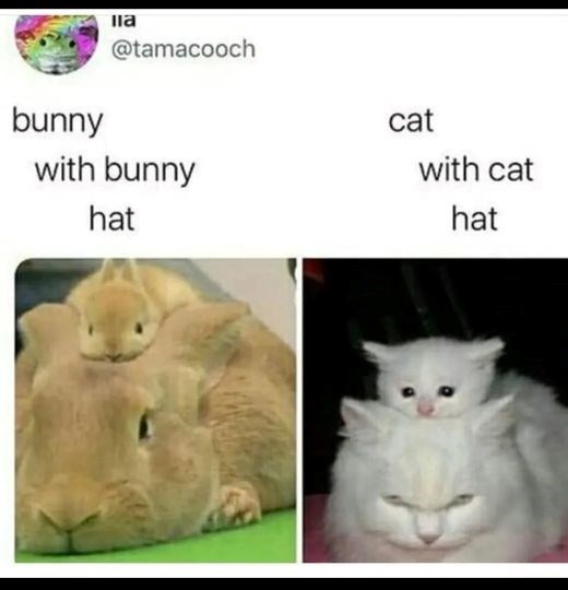 bunny-tamacooch-with-bunny-hat-cat-with-cat-hat