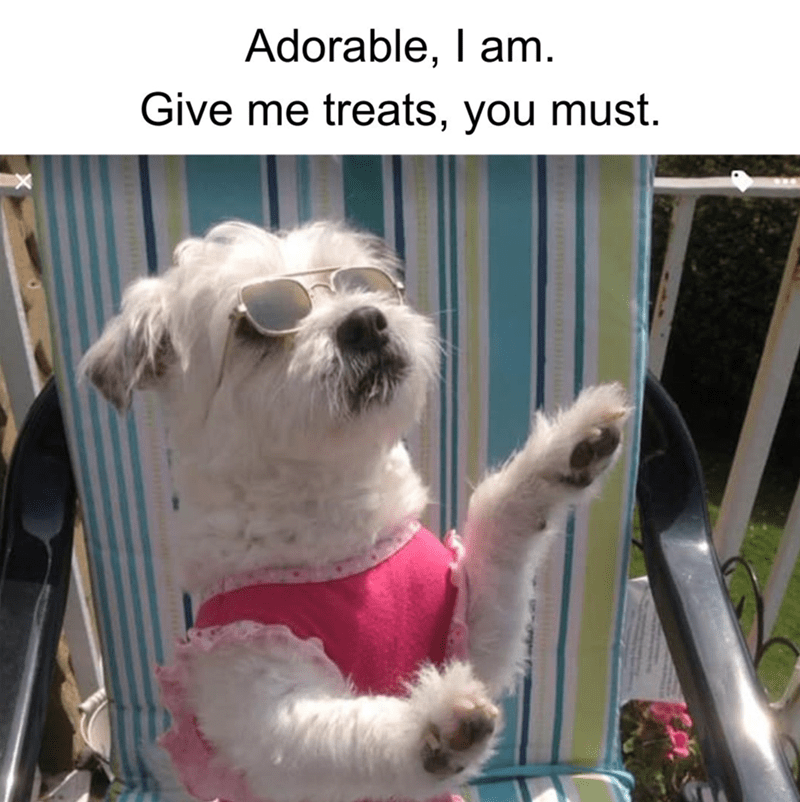 adorable-am-give-treats-must