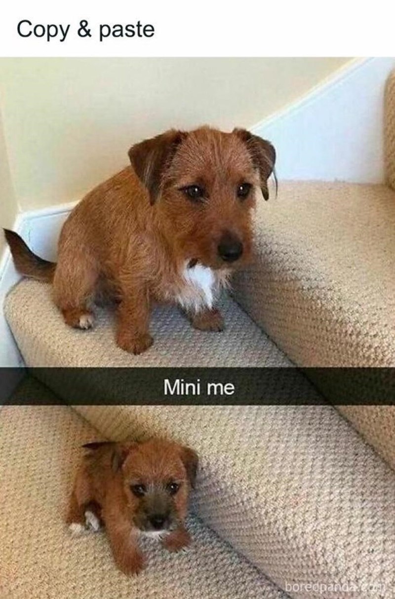 copy-paste-mini-boredpandacom