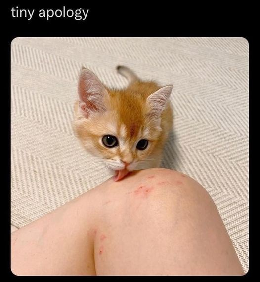 tiny-apology