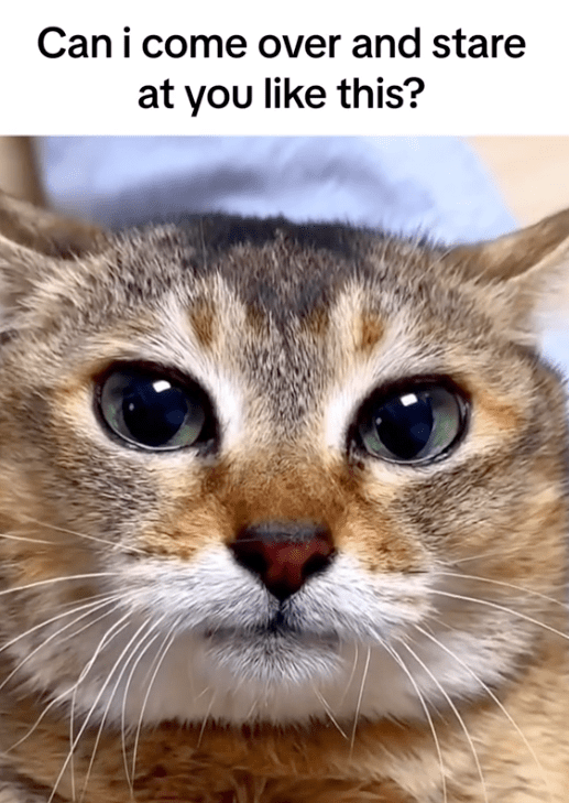 can-come-over-and-stare-at-like-this