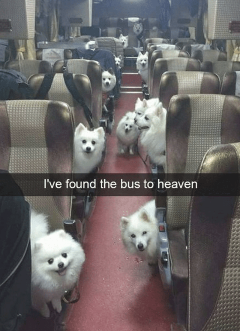 found-bus-heaven