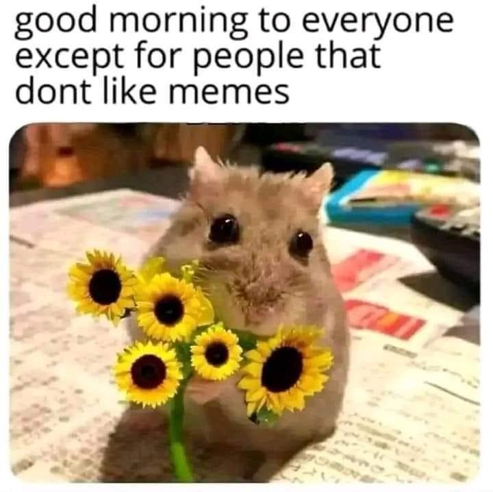 good-morning-everyone-except-people-dont-like-memes