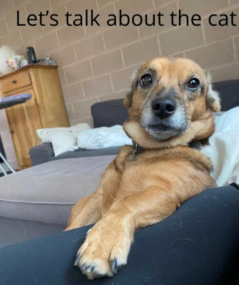 lets-talk-about-cat