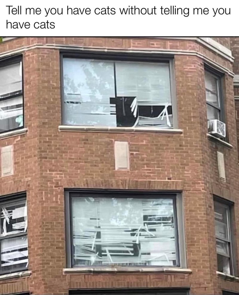 tell-have-cats-without-telling-have-cats