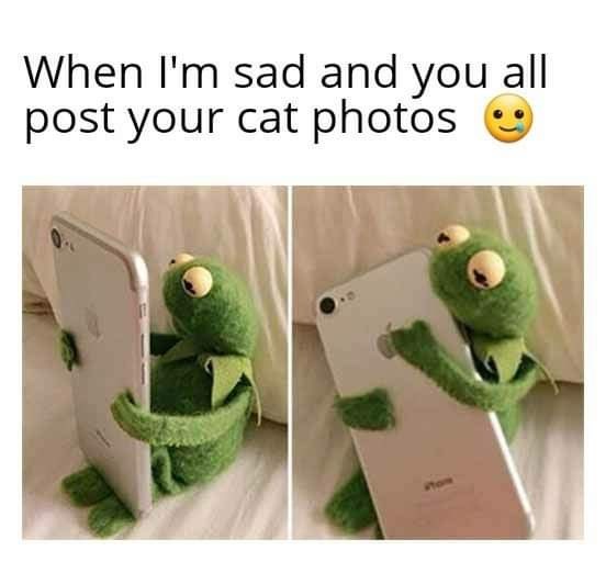 sad-and-all-post-cat-photos