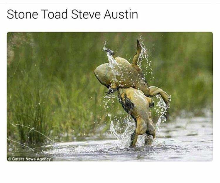 stone-toad-steve-austin-caters-news-agency