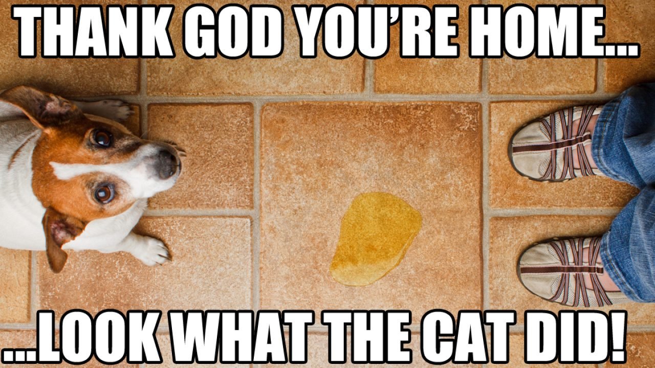 file_20110_funny-dog-and-cat-memes-1280x720.jpg