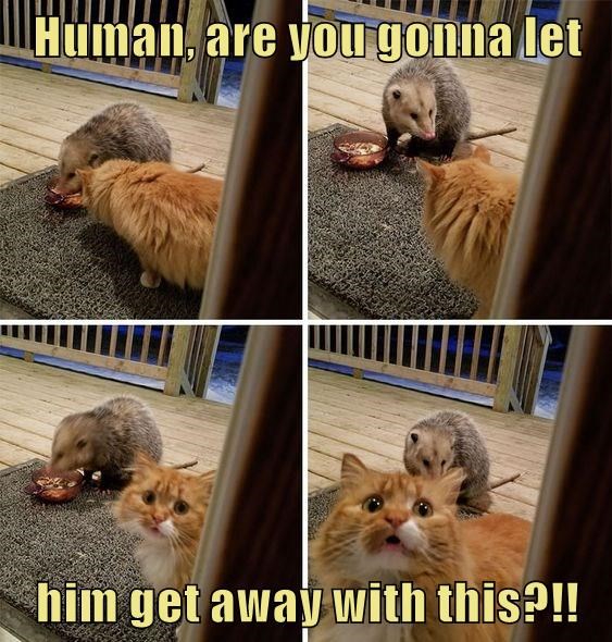 human-are-you-gonna-let-him-get-away-with-this