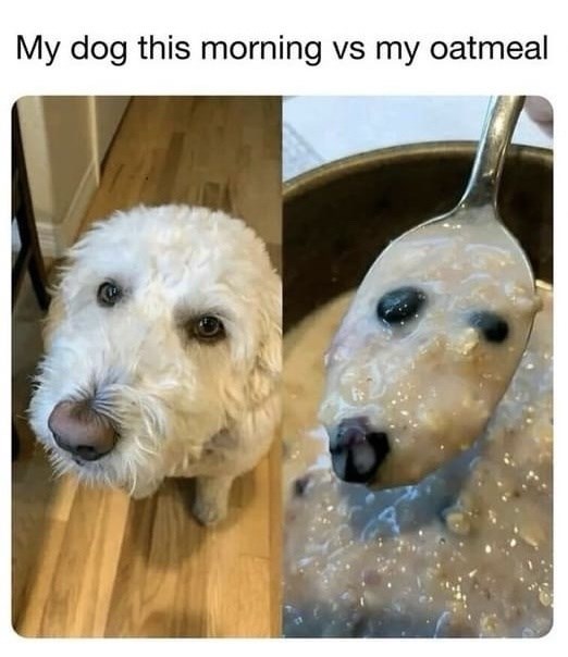 my-dog-this-morning-vs-my-oatmeal