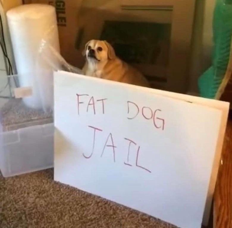 gile-fat-dog-jail