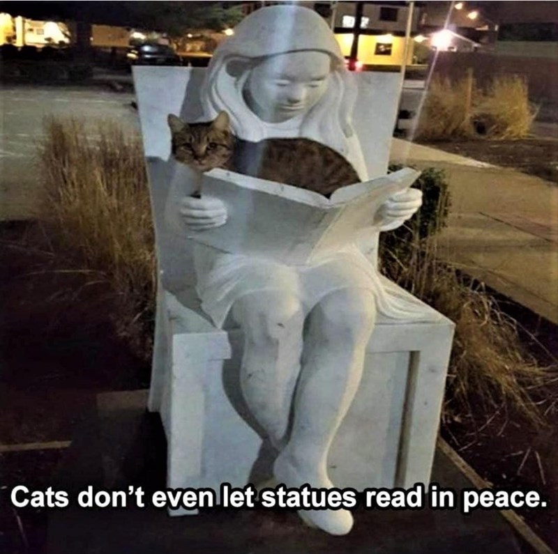 cats-dont-even-let-statues-read-peace