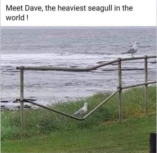 meet-dave-heaviest-seagull-world