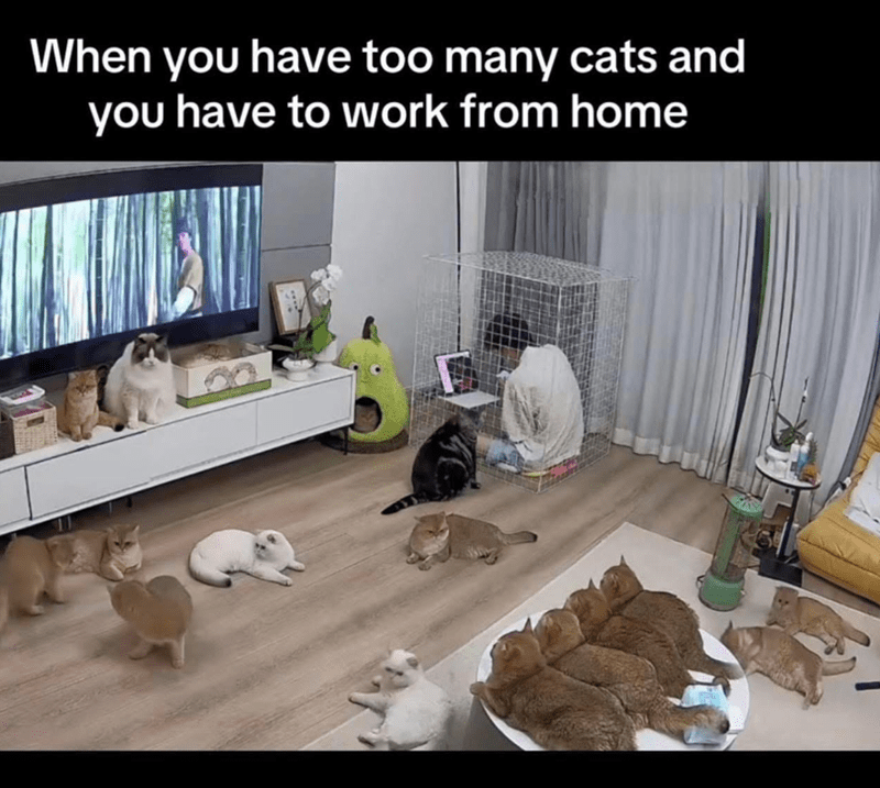 have-too-many-cats-and-have-work-home