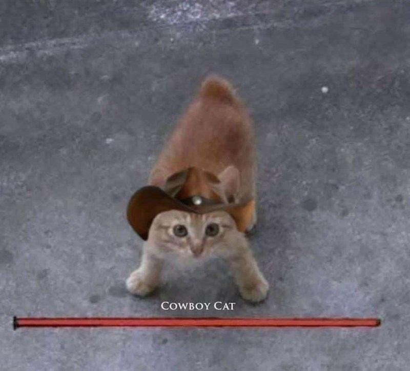 cowboy-cat