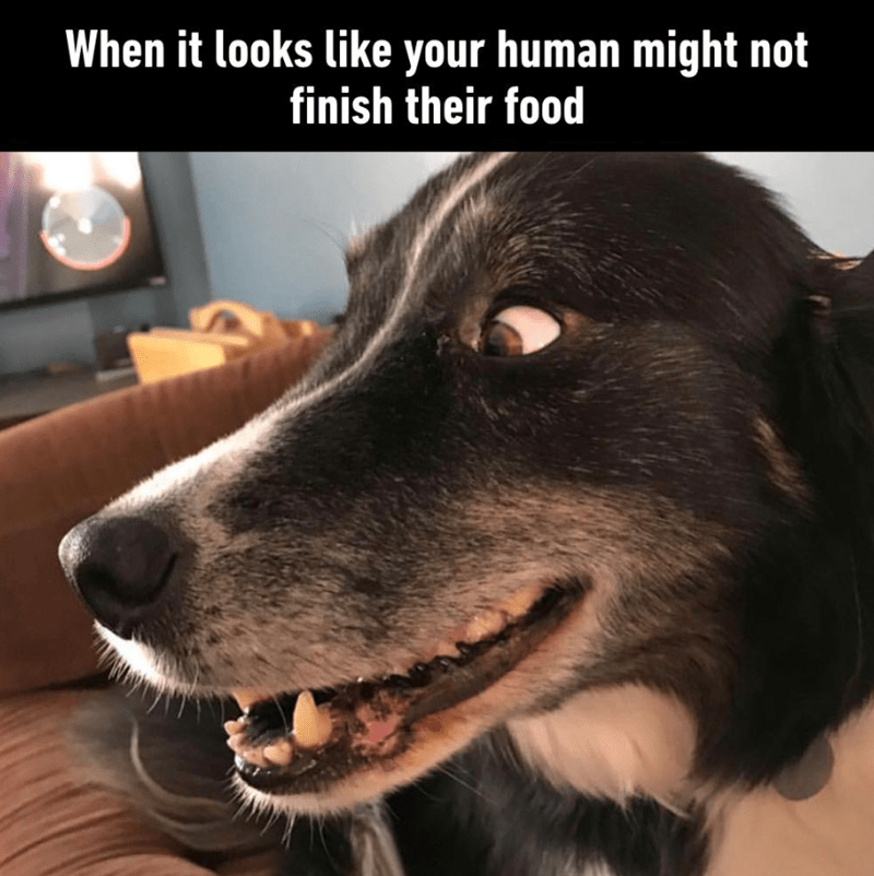 looks-like-human-might-not-finish-their-food