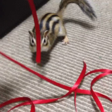 squirrel-plays-with-red-ribbons