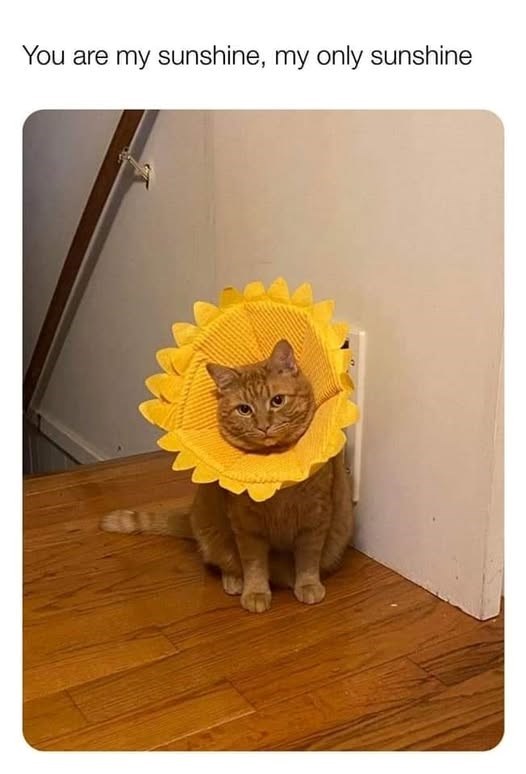 are-my-sunshine-my-only-sunshine