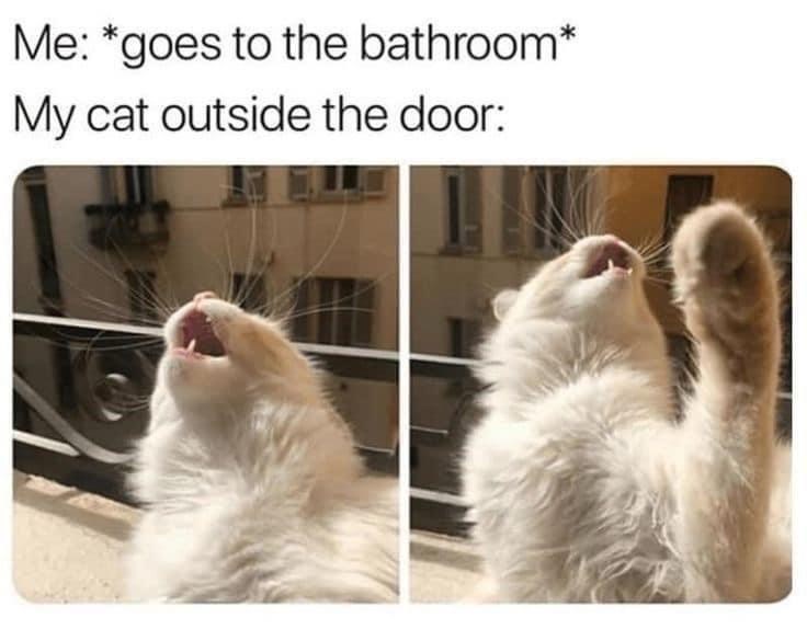 goes-bathroom-my-cat-outside-door