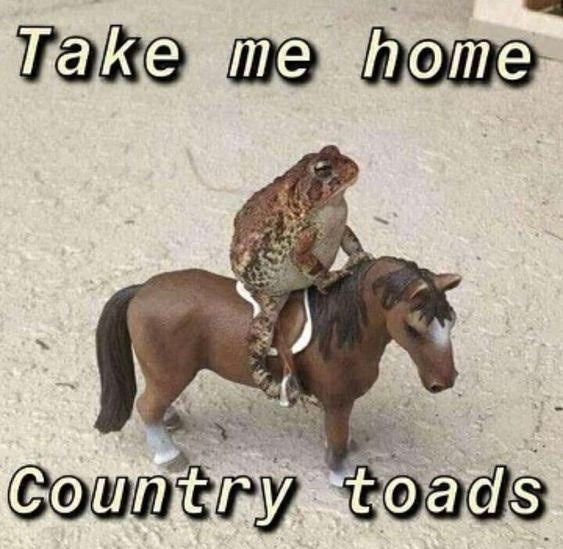 take-home-country-toads