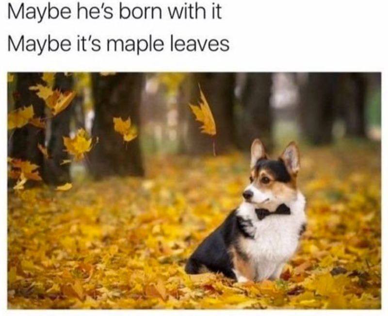 maybe-hes-born-with-maybe-s-maple-leaves