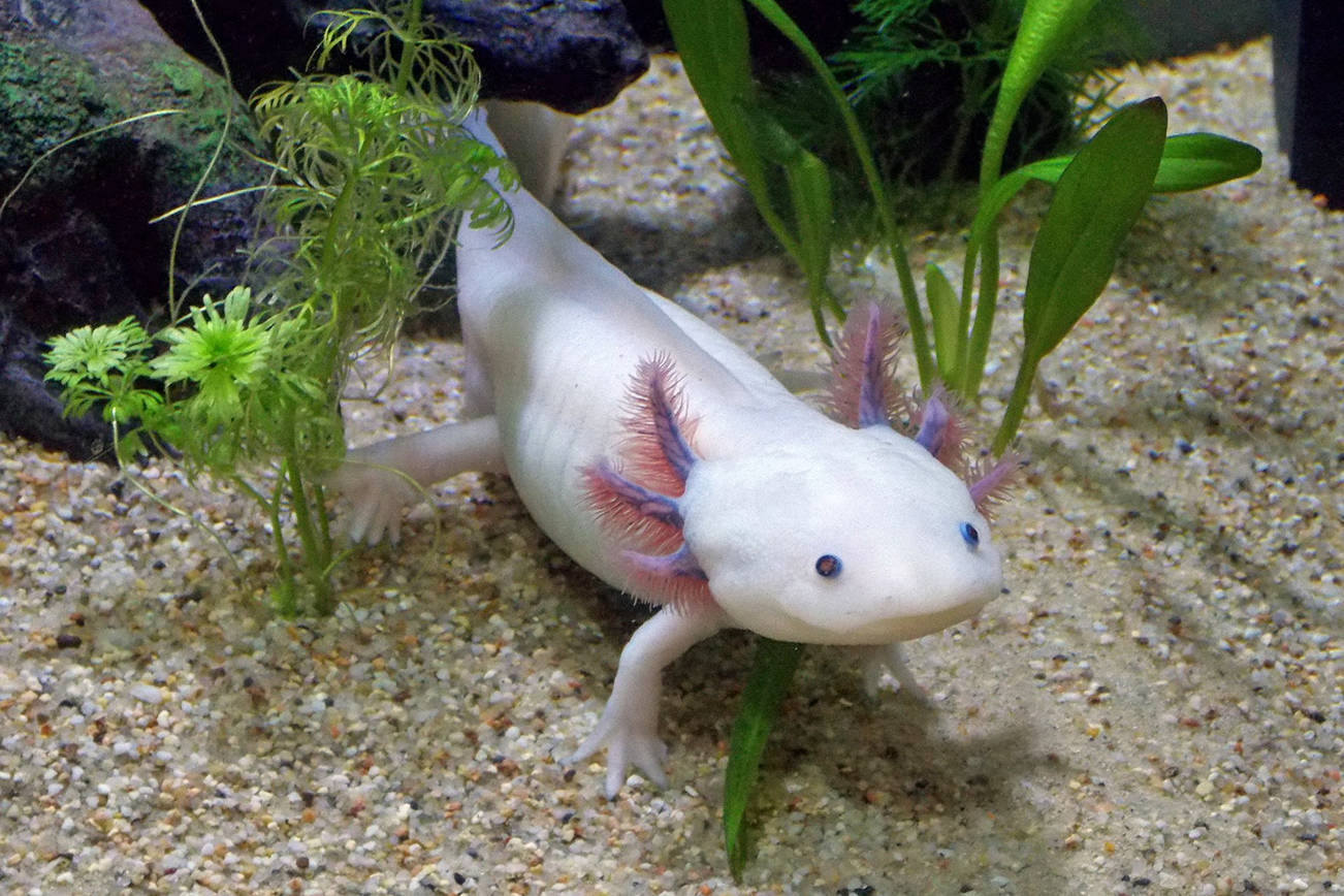 19772041_web1_TSR-axolotl.jpg
