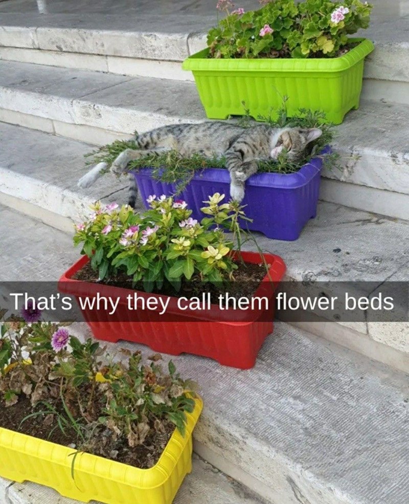 s-why-they-call-them-flower-beds