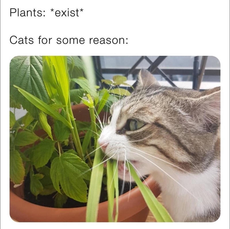 plants-exist-cats-some-reason