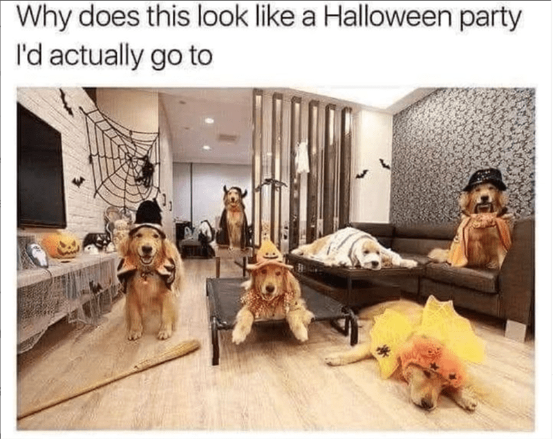 why-does-this-look-like-halloween-party-actually-go