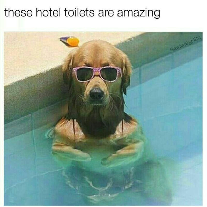 these-hotel-toilets-are-amazing-animalgrillz