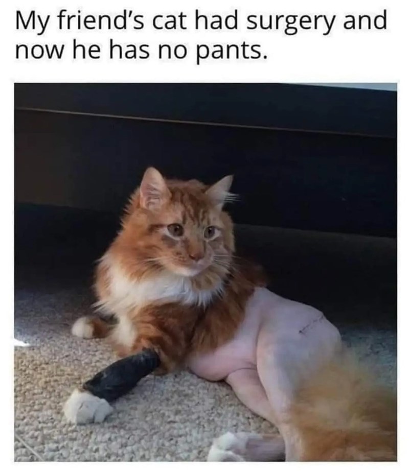 my-friends-cat-had-surgery-and-now-he-has-no-pants