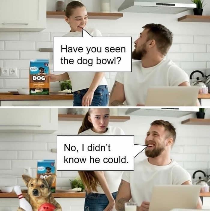dog-have-seen-dog-bowl-03-do-no-didnt-know-he-could