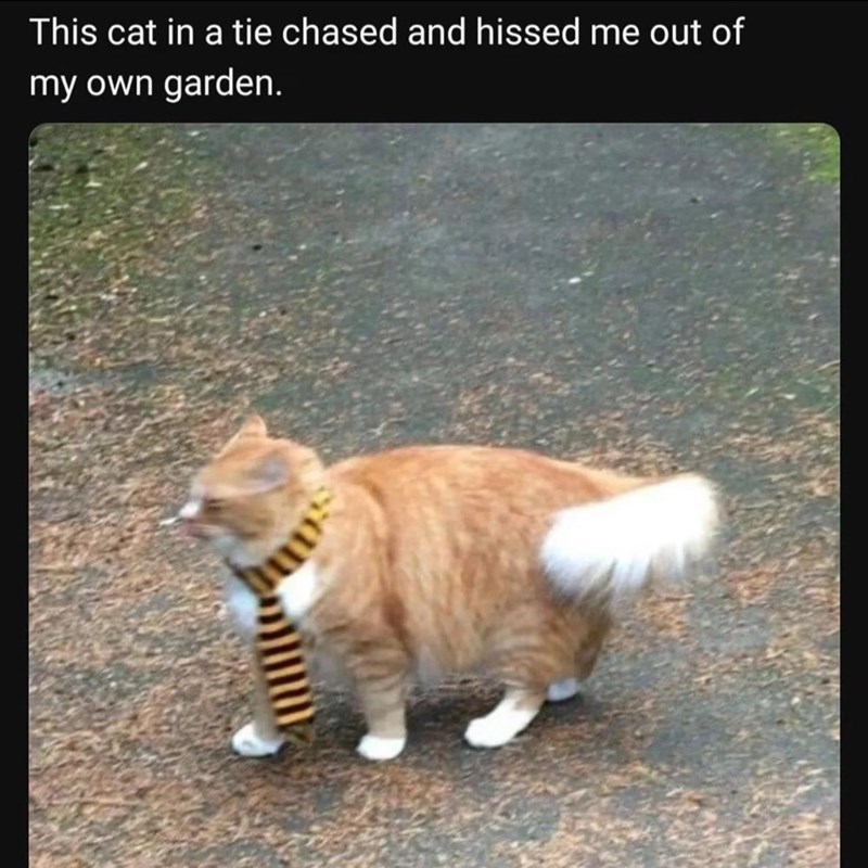 this-cat-tie-chased-and-hissed-out-my-own-garden