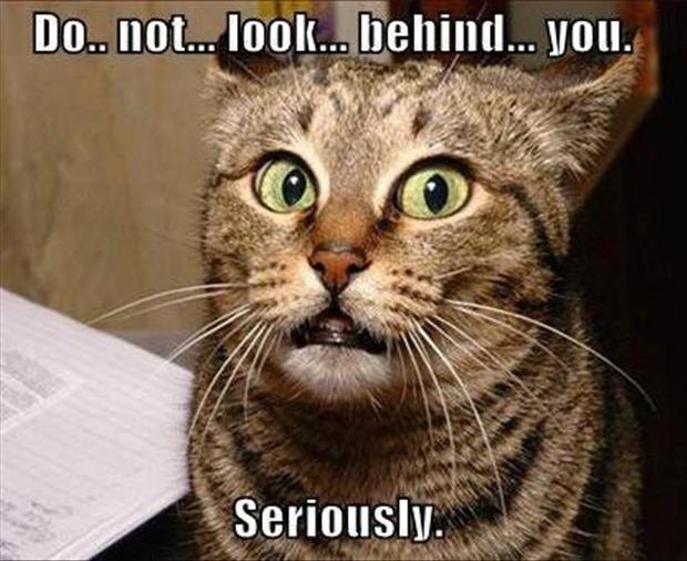 Do-Not-Look-Behind-You-Seriously-Funny-Scared-Cat-Meme.jpg