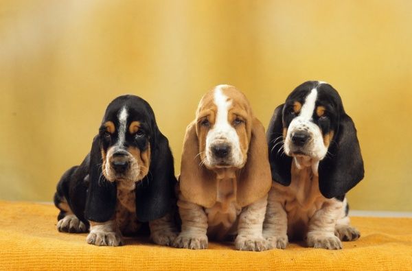 basset-hound-puppies-6119653.jpg
