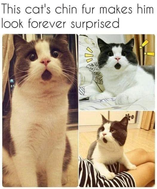 this-cats-chin-fur-makes-him-look-forever-surprised